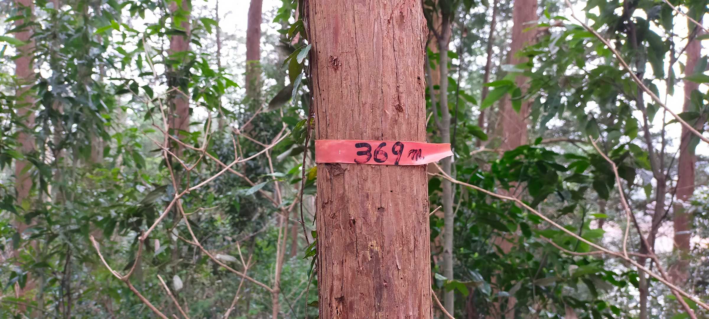 前山 山頂
山名板見つからず
テープで標高(笑)