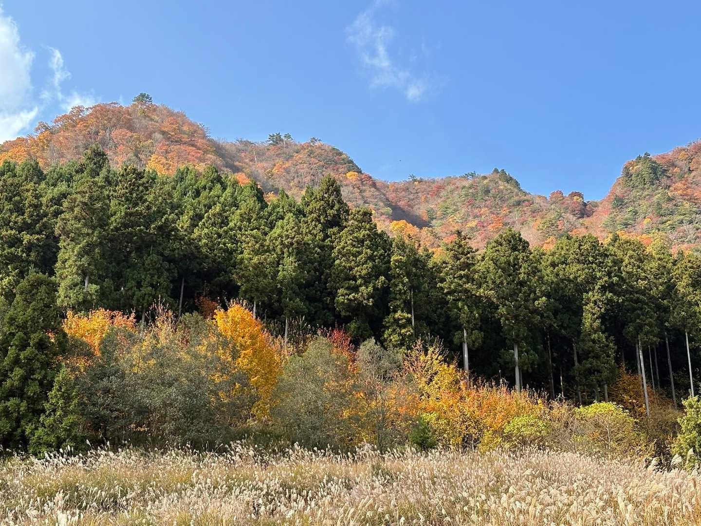 あそこを歩いたんだなあ🍁
下から見るとこんなに優しげなのに✨
