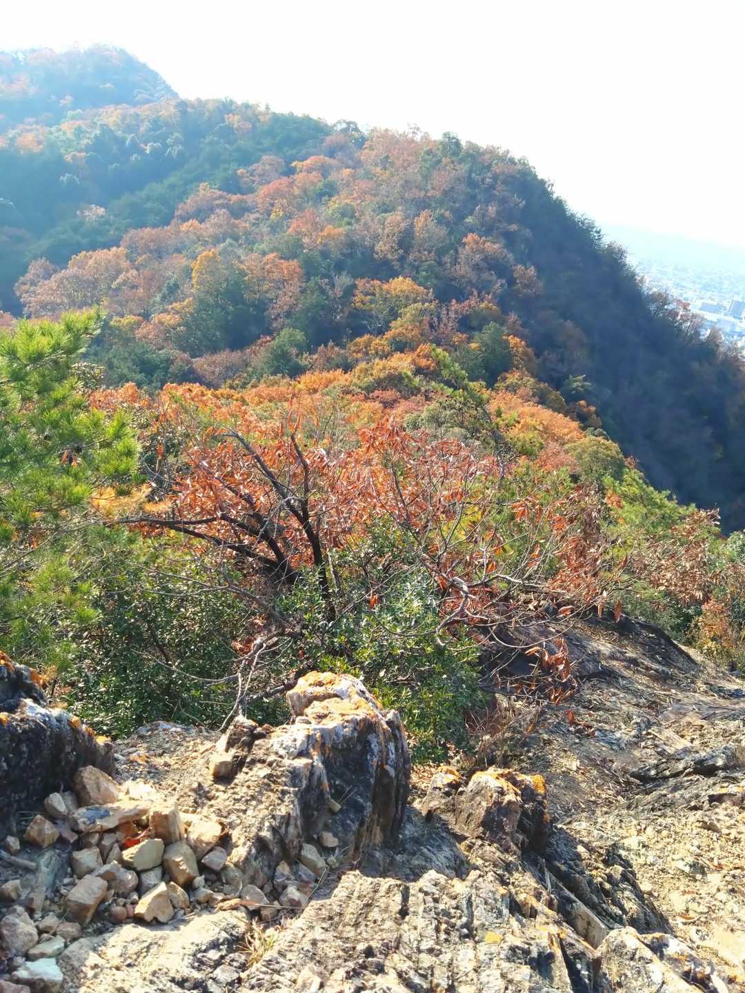 洞山-野一色権現山 往復コースの写真