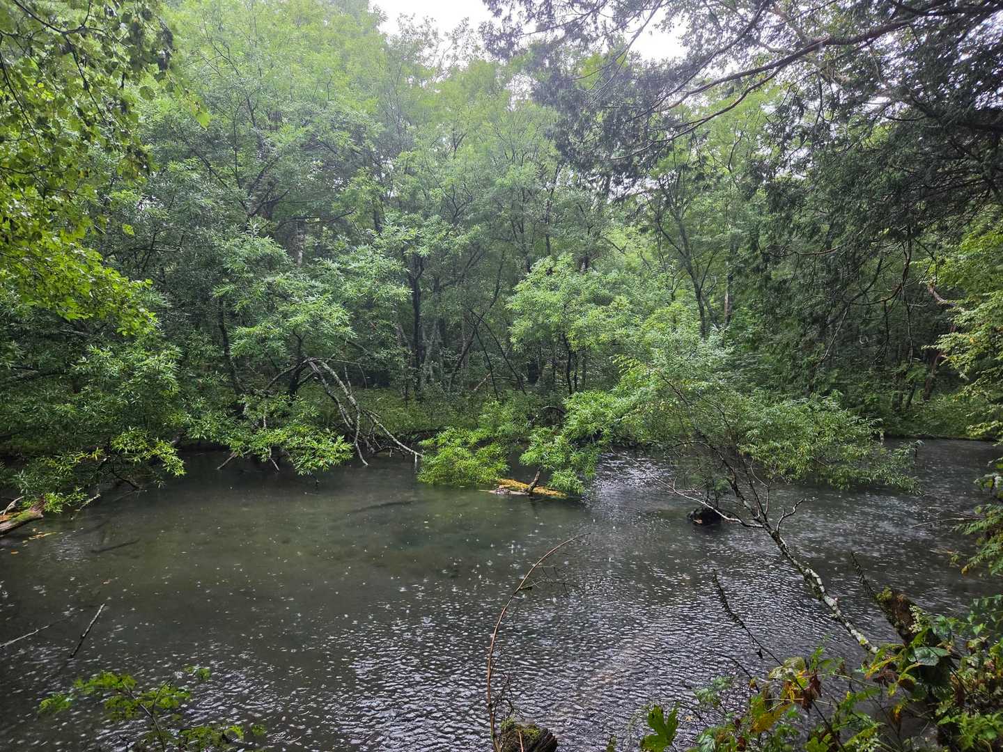 湧水地。ずいぶんな雨足に😅