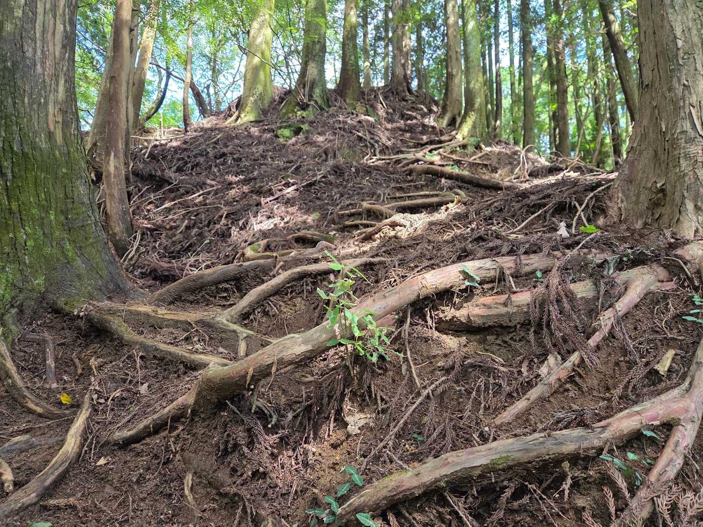 木の根が登りやすい。