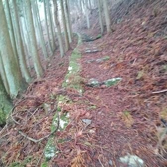 戻る
大きな石で作業道？が作られているのは立派な"林業遺産"