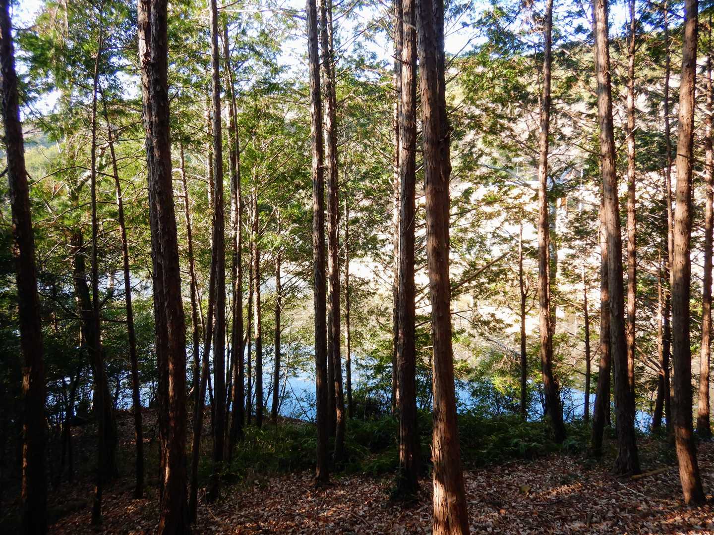 池の横を通ります。どんな池か気になる。