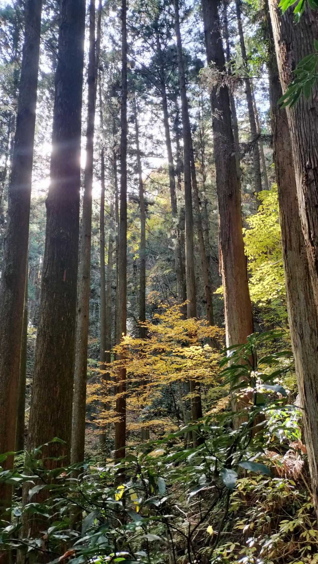 鍋足山 往復コースの写真
