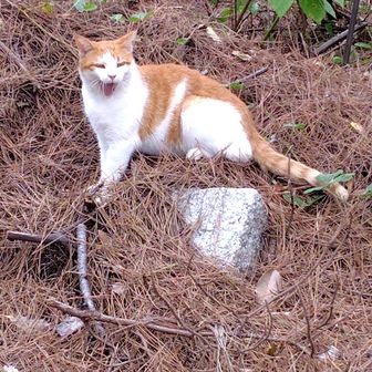 猫ちゃん🐈️💕
ミャ〜〜〜ン🐾
