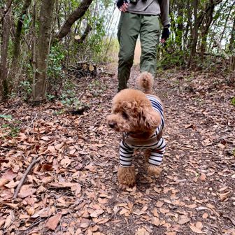 ピストンコースで歩いてます🍂🐶🌲