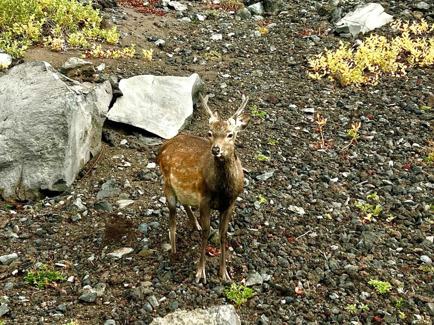 鹿が上がって来てしまって問題になっているようです。
見つけると嬉しくて写真を撮ってしまうのですが…。