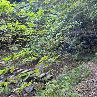 こういう登山道好き