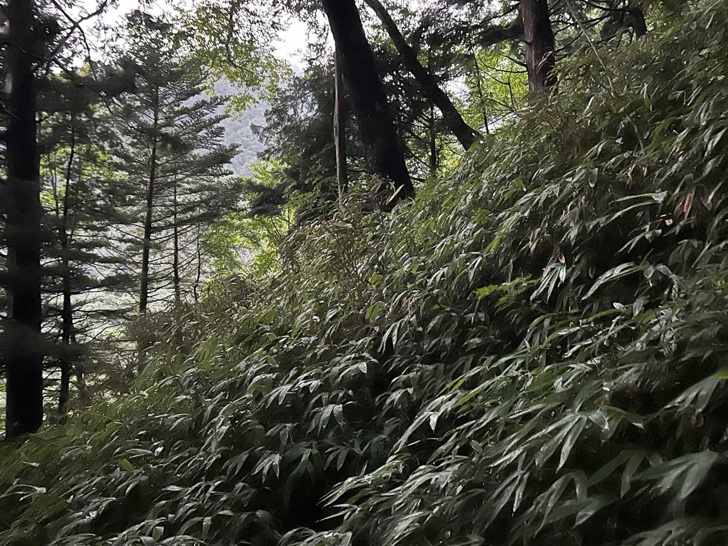 雰囲気は良いですが、熊笹の背丈が高い💦