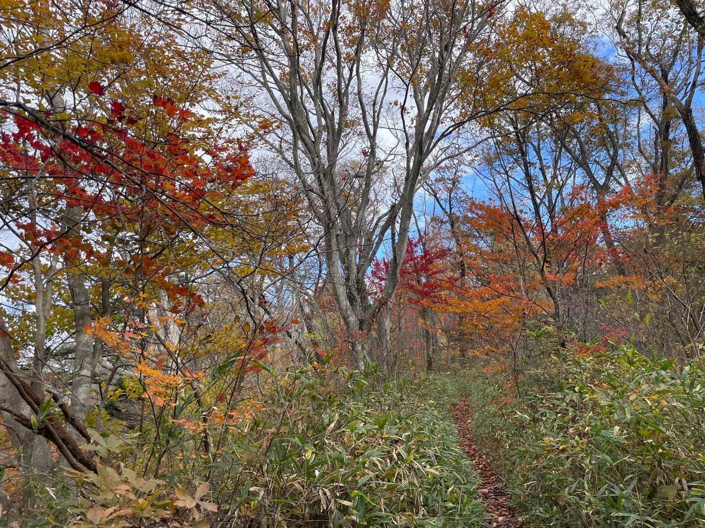 紅葉綺麗〜