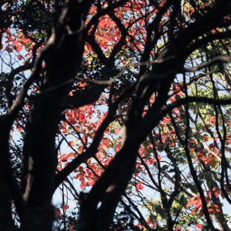 秋みーっけ🍁