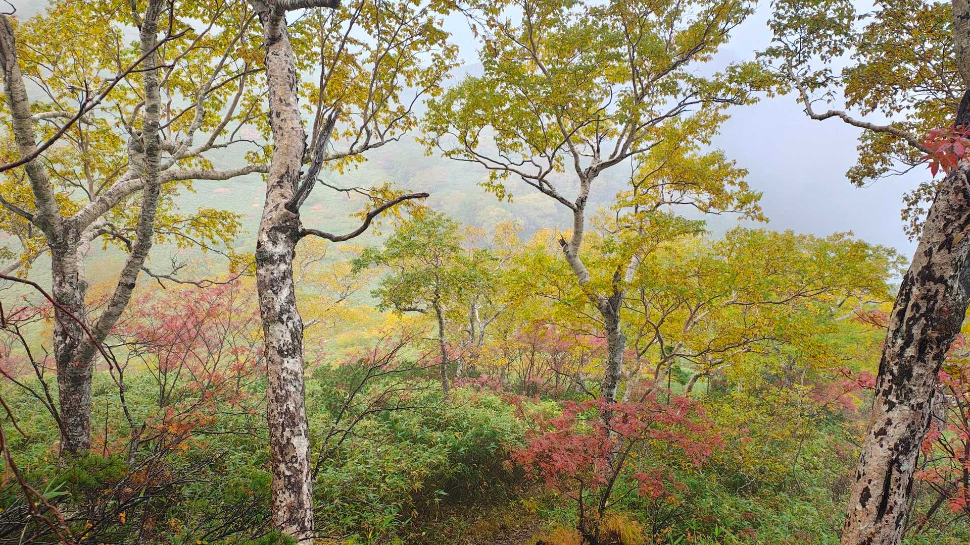 旧道登山口-芦別岳-雲峰山-半面山 縦走コースの写真
