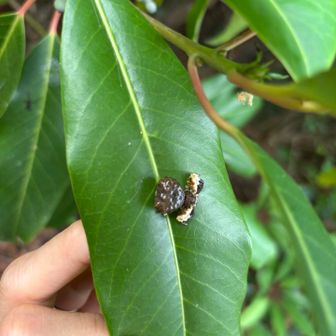 なんと、蜘蛛でした😖カトウツケオグモとのこと。白っぽい所が足で動いてた😭