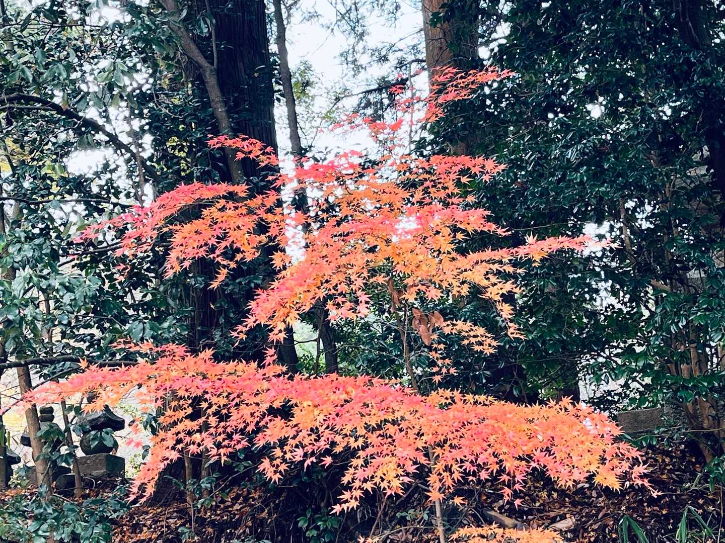 長寿寺
横からの🍁