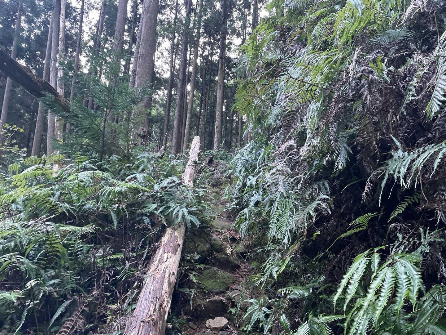 シダや苔が多い登山道です