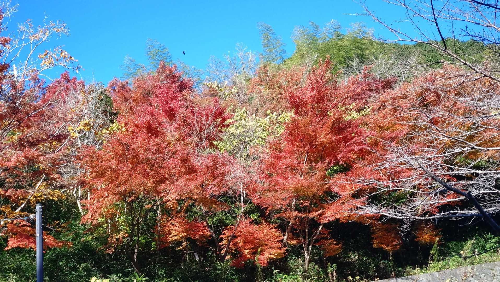 わぁきれー😆
とこの時は高取城跡の見事な紅葉知らんからこれで喜んでました🤣