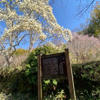 こんな大きな木の木蓮見たの初めて❣️