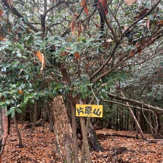 今日の６つ目グレーピークの片原山🗻
ここの取り付きは分かりにくい😅