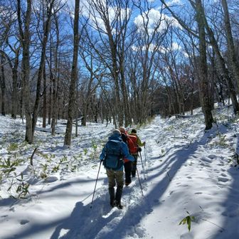 葉がないので森の中もだいたい晴れ