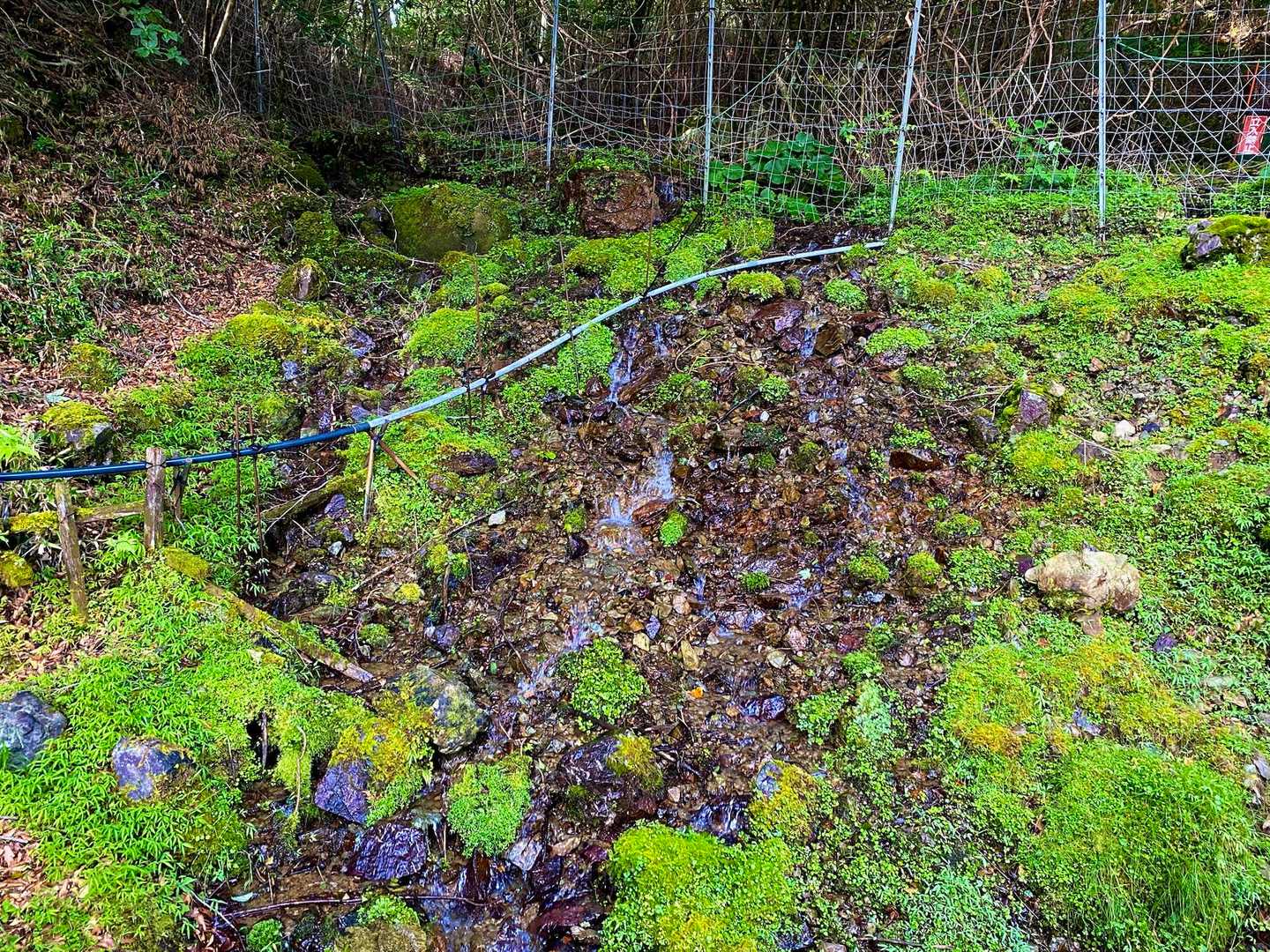 登山道脇の斜面から、たくさんの水が流れ出ていました。
苔の緑が美しい。