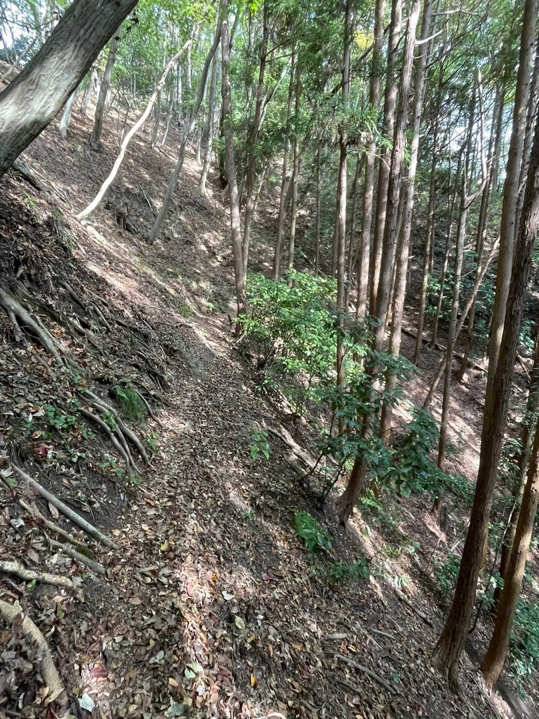 不動滝へ先に行くより、
整えてから寄りたくて
こちらからスタート

登山道細めのトラバース😵‍💫