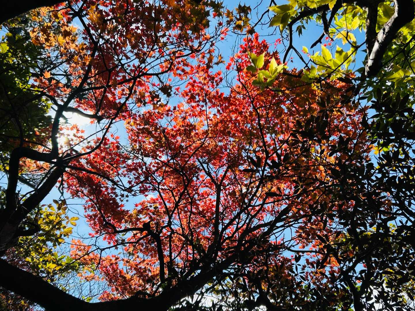 障子岩-大障子岩 縦走コースの写真