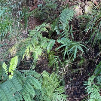 残念ながら 霊水は 枯れ果ててますの😢