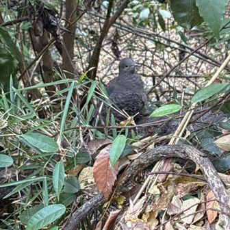 ハト🕊️が山道の脇に
シャッターを押しても逃げない
此方を見てる🤭