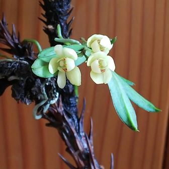 花咲のりちゃん