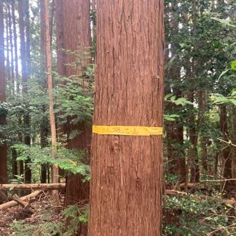 こっちも
低山感がいい