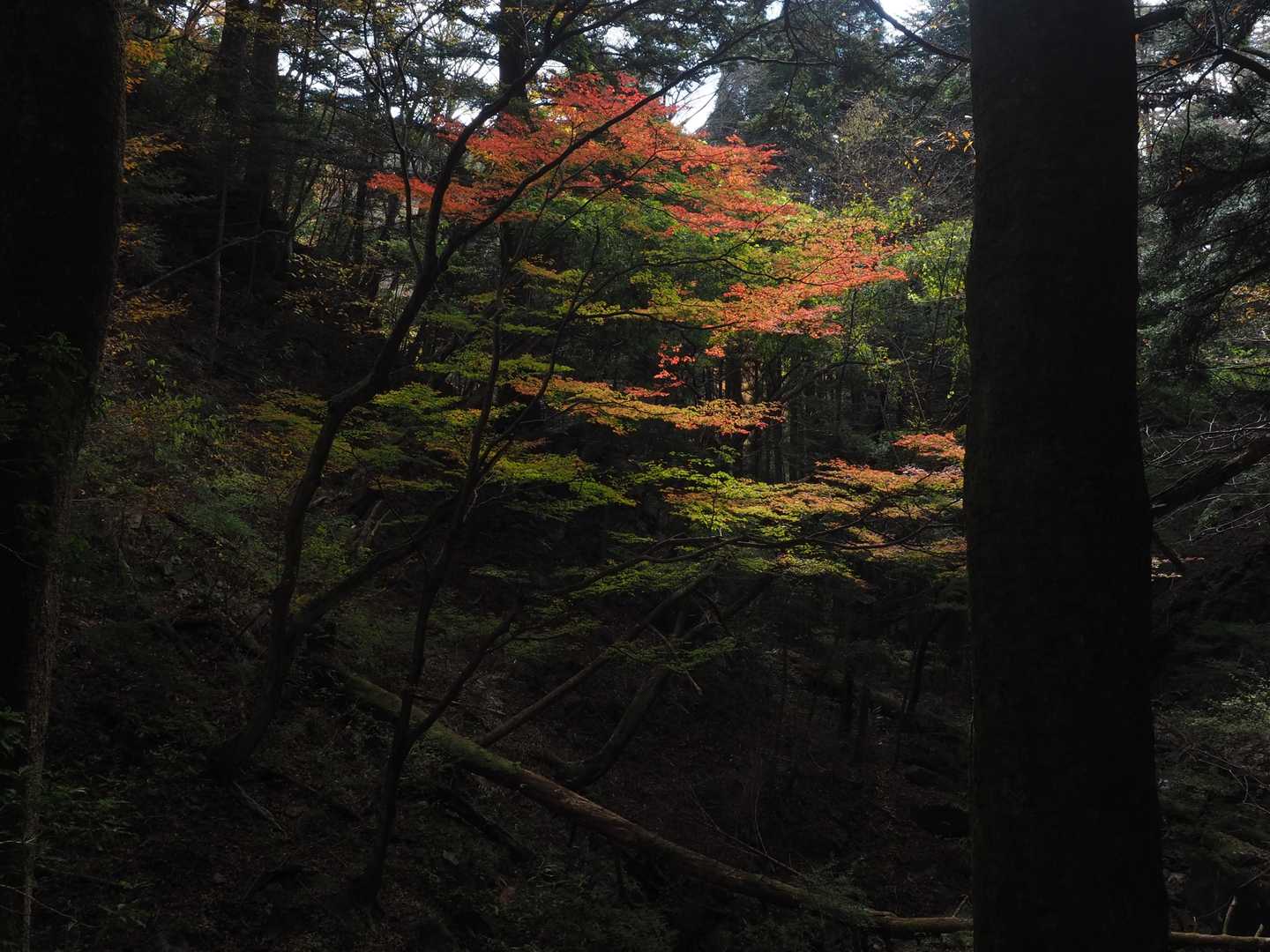 胸突き坂の紅葉