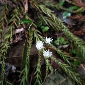 熊野古道 小辺路 オウレン