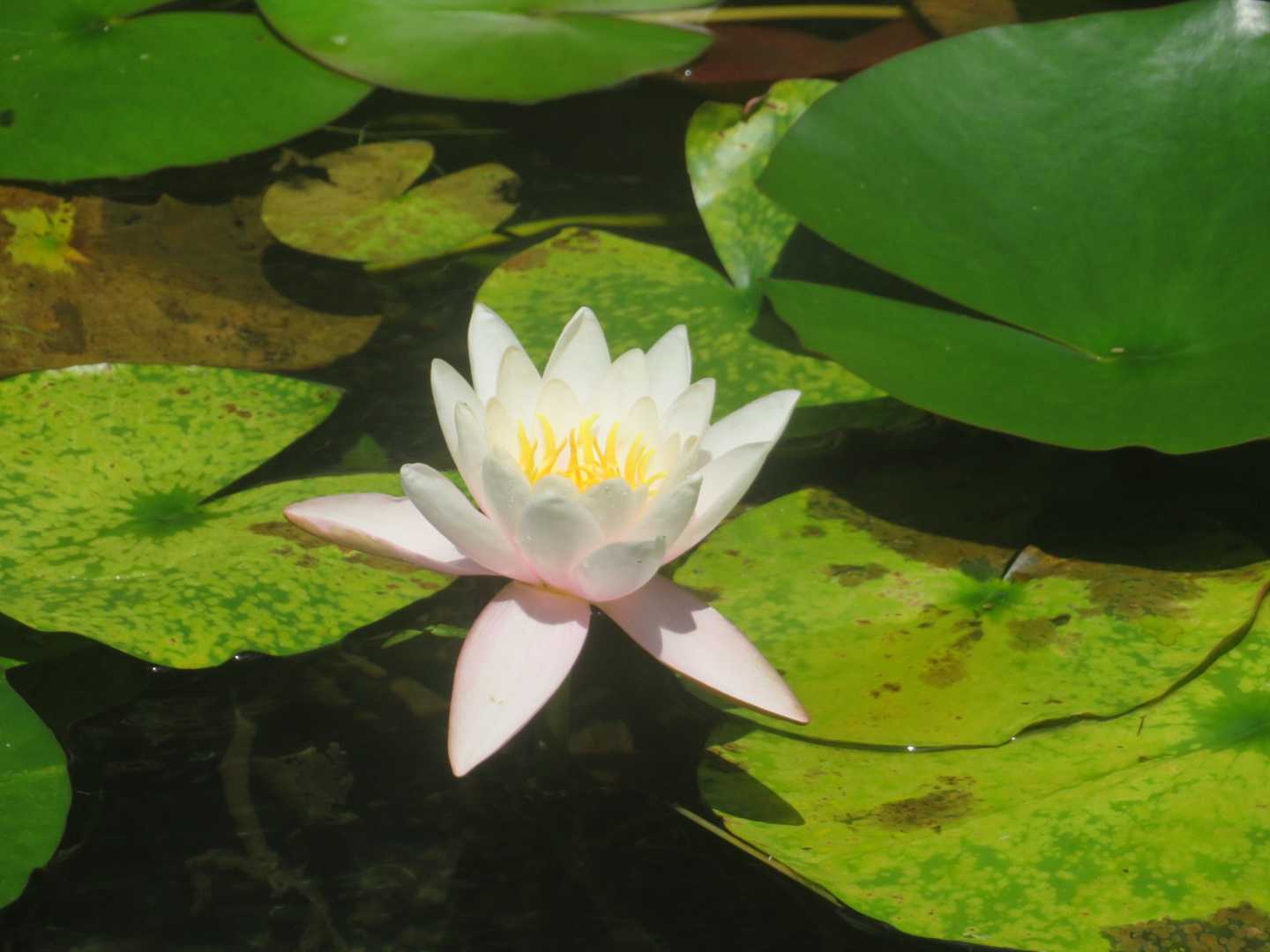 水連