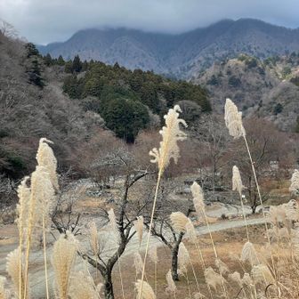 あーあ。ガスになっちゃった
周回にしないで良かった…
この後、登山道に合流するのに落ち葉もふもふロードをYAMAP頼りで降りました
なかなかでしたよ笑