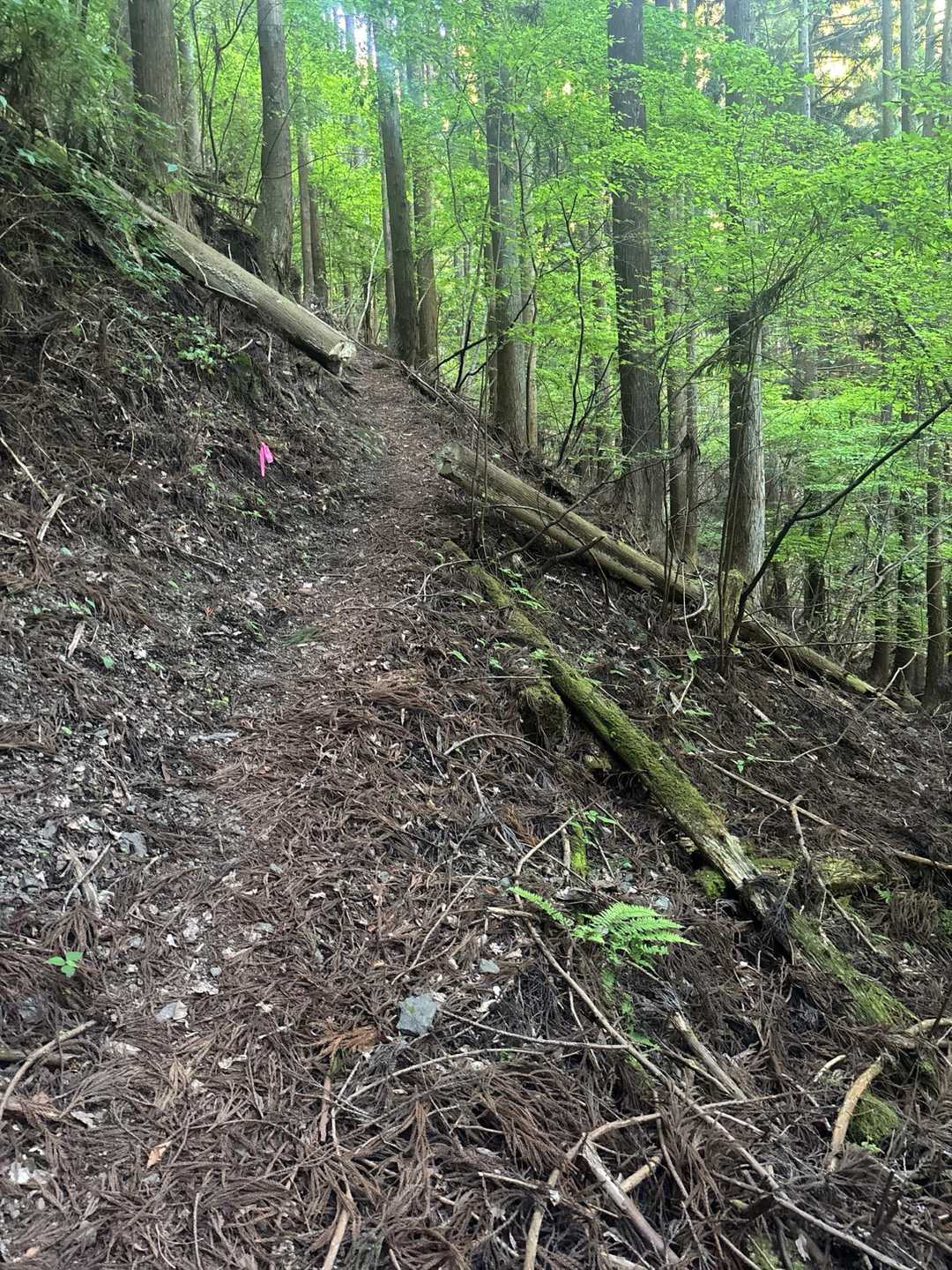 歩きやすい山道