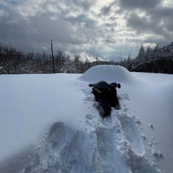 起き上がれないらしい。笑