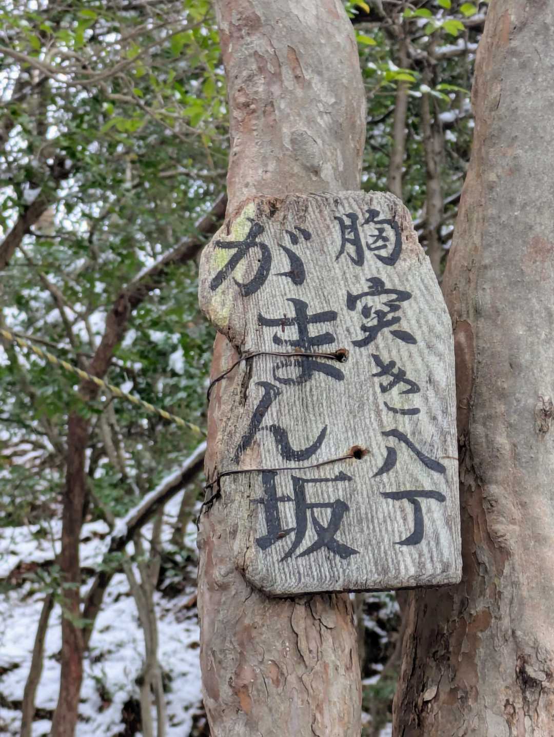 ここまでは本当に緩やかな登山道でした😊
