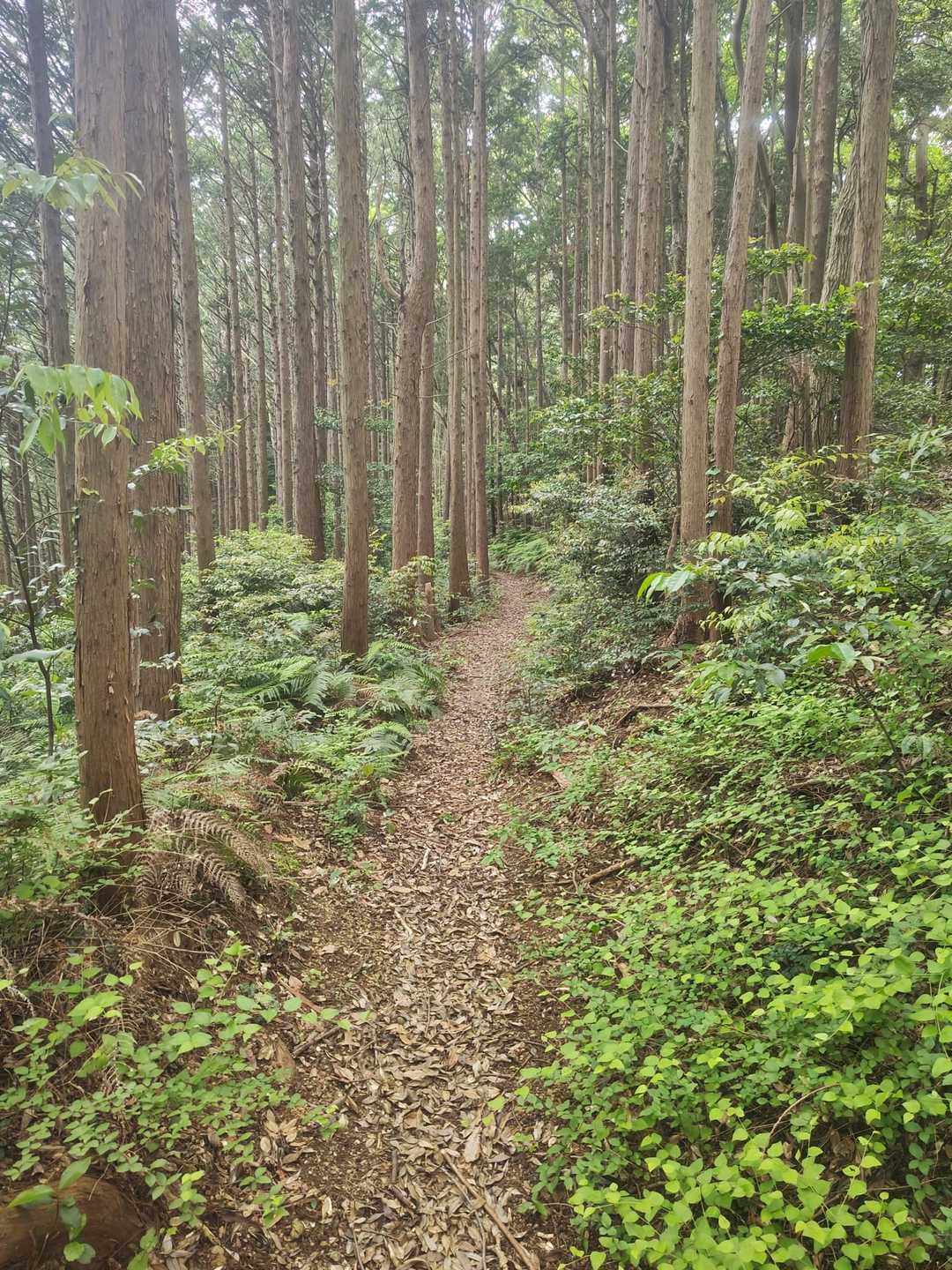 雨はパラパラ降ってますが木のおかげで防げております。