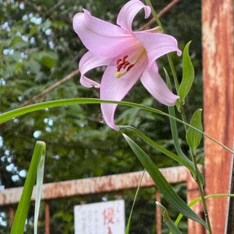 登山口のササユリ