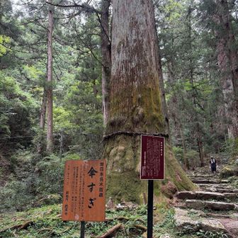 立派な杉の木
