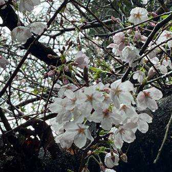 雨で瑞々しい桜も良き🌸