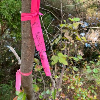 林道歩きで楽々
苓州北峰ゲット🙌