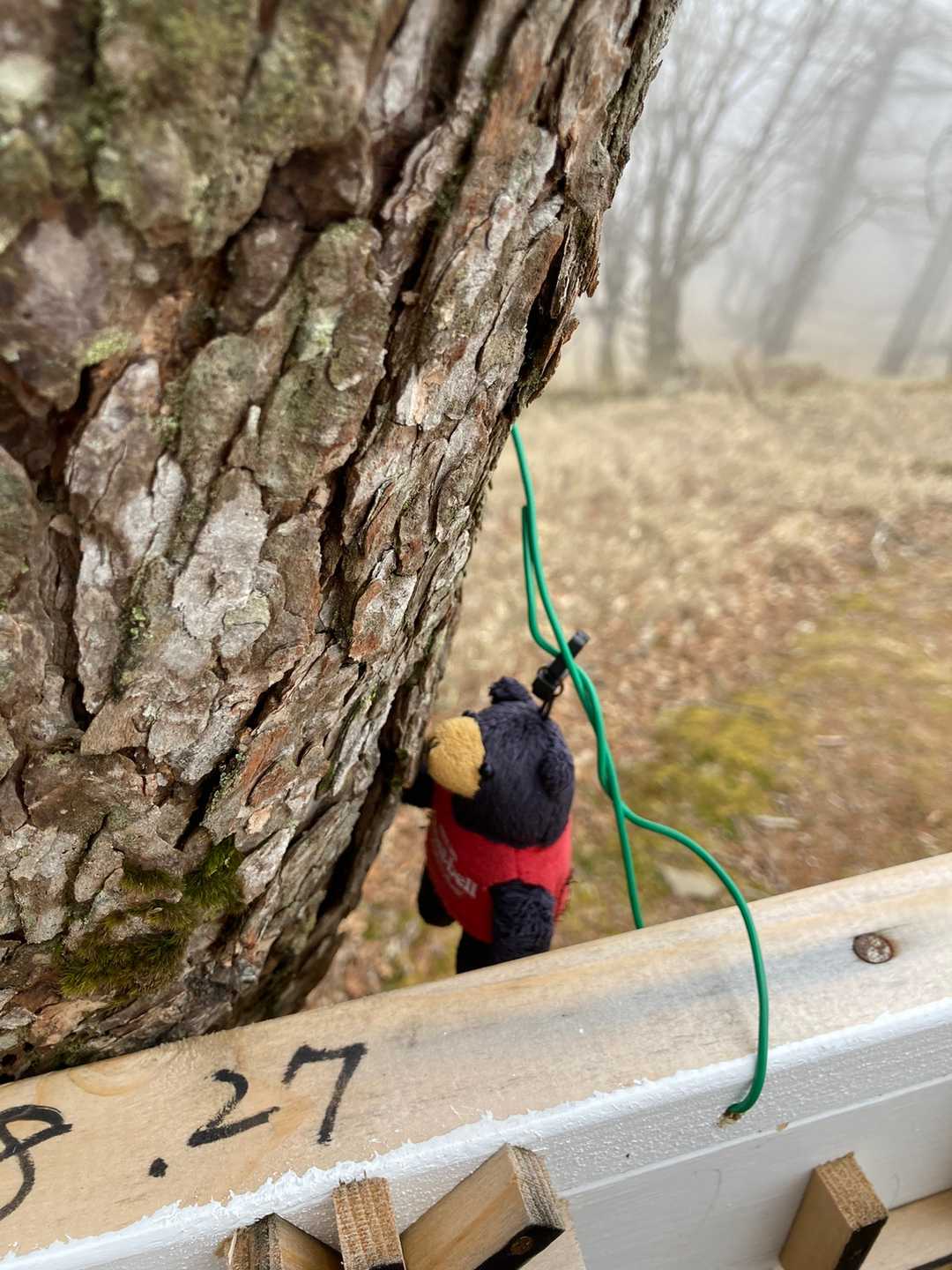 熊さん🐻