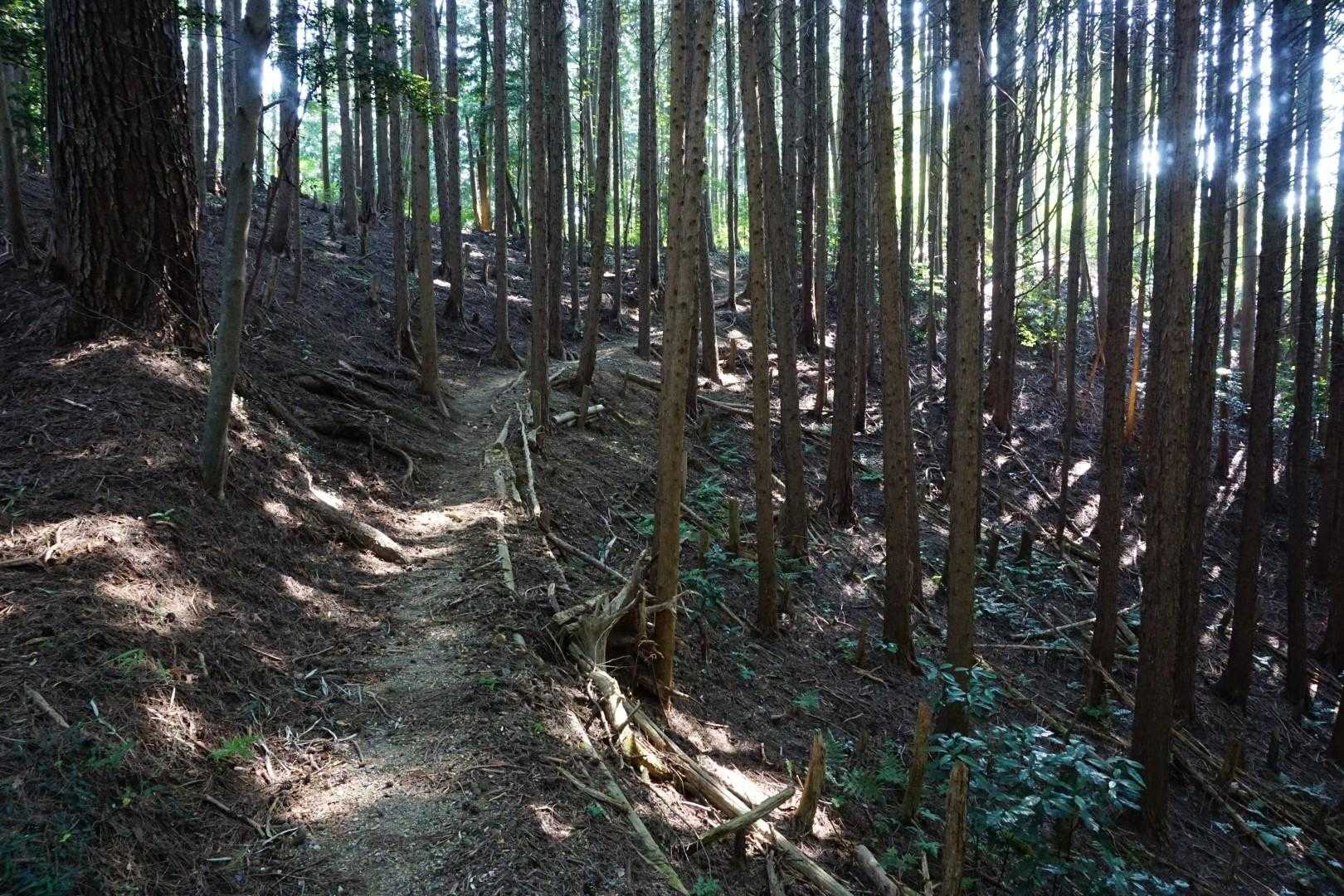 こんな感じの道を登ります