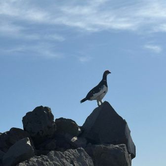 朝食後は薪ストーブで焼き上げるアップルパイを
人数分注文して、焼き上がりまでの間に継子山へ
小屋ですぐに雷鳥。
朝はめちゃめちゃ飛んでました！