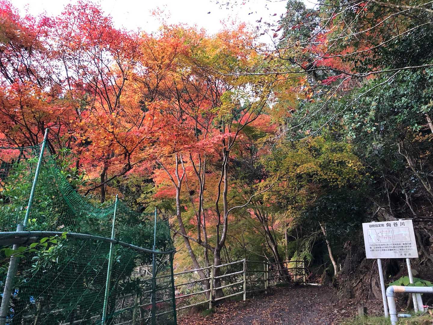 京都一周トレイル 北山西部コースの写真