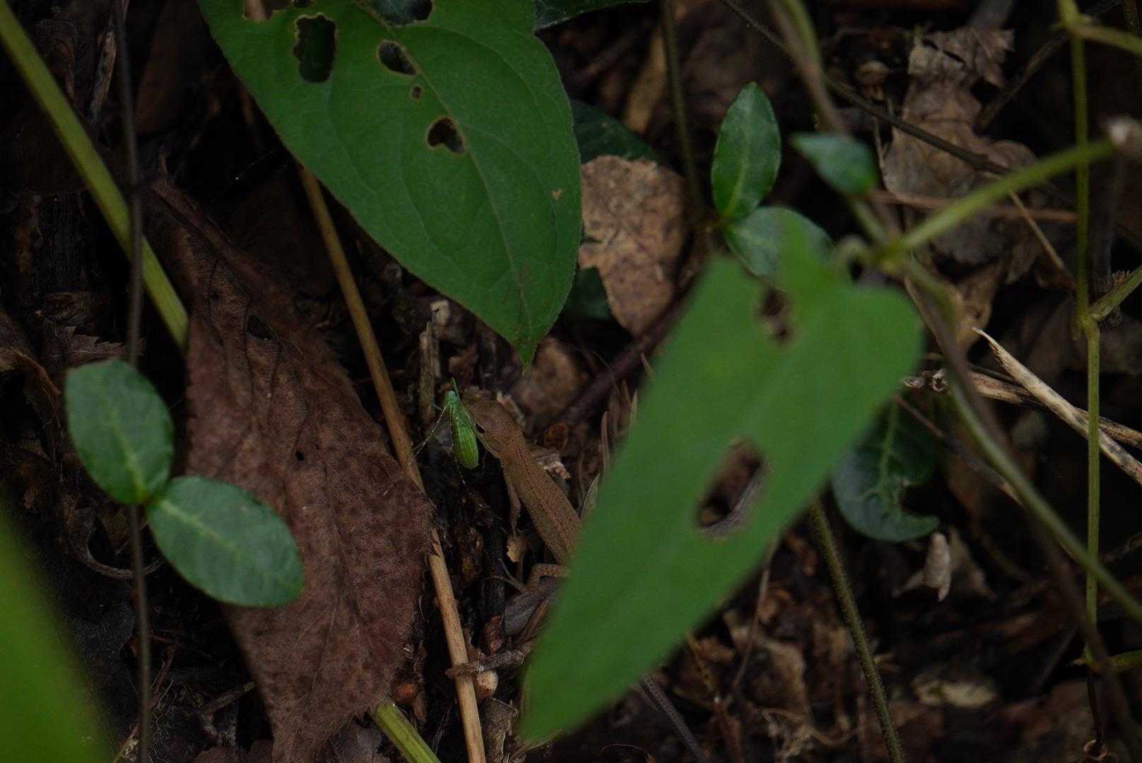 チビトカゲ🦎
狩に成功しドヤ顔