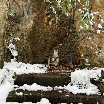 岩戸山登山口には、番犬がいました🐶