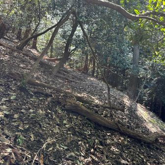 踏み跡があるような...ないような。。。
この先、結構急だし落ち葉たっぷりなので下るの大変そうだから引き返します！
（どうやら大豊神社へ行くだけで椿ヶ峰GETできるみたいです。。）