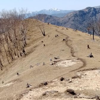 沢入山山頂直下の快適な尾根。遠景は上州武尊山